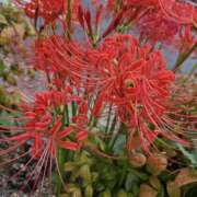 ヒメ日記 2025/10/14 05:24 投稿 いくみ 神戸3040（神戸サーティフォーティ）