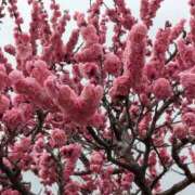 ヒメ日記 2026/03/27 05:54 投稿 いくみ 神戸3040（神戸サーティフォーティ）