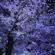 ヒメ日記 2025/04/08 11:13 投稿 ことね ニューヨークニューヨーク