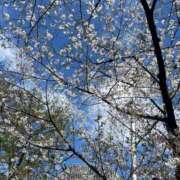 ヒメ日記 2025/04/17 10:27 投稿 ことね ニューヨークニューヨーク