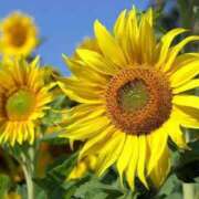 ヒメ日記 2025/07/21 12:08 投稿 ことね ニューヨークニューヨーク