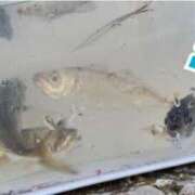 ヒメ日記 2025/09/12 08:07 投稿 くるみ 木更津人妻花壇