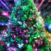 ヒメ日記 2024/12/18 00:05 投稿 華咲 桜 30代40代50代と遊ぶなら博多人妻専科24時