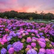 ヒメ日記 2025/01/25 00:21 投稿 華咲 桜 30代40代50代と遊ぶなら博多人妻専科24時