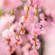 ヒメ日記 2025/01/27 01:03 投稿 華咲 桜 30代40代50代と遊ぶなら博多人妻専科24時