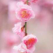 ヒメ日記 2025/03/11 20:07 投稿 華咲 桜 30代40代50代と遊ぶなら博多人妻専科24時