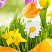 ヒメ日記 2025/03/21 00:37 投稿 華咲 桜 30代40代50代と遊ぶなら博多人妻専科24時