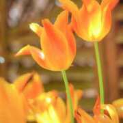 ヒメ日記 2025/03/25 22:40 投稿 華咲 桜 30代40代50代と遊ぶなら博多人妻専科24時