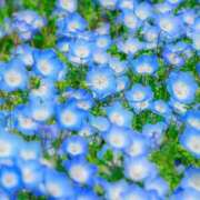 ヒメ日記 2025/04/12 18:55 投稿 華咲 桜 30代40代50代と遊ぶなら博多人妻専科24時