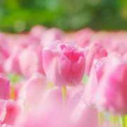 ヒメ日記 2025/04/22 20:52 投稿 華咲 桜 30代40代50代と遊ぶなら博多人妻専科24時