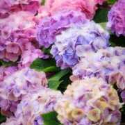 ヒメ日記 2025/06/18 00:35 投稿 華咲 桜 30代40代50代と遊ぶなら博多人妻専科24時