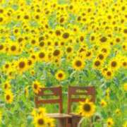 ヒメ日記 2025/07/15 08:20 投稿 華咲 桜 30代40代50代と遊ぶなら博多人妻専科24時