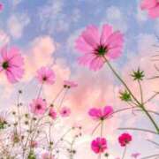 ヒメ日記 2025/09/23 01:20 投稿 華咲 桜 30代40代50代と遊ぶなら博多人妻専科24時