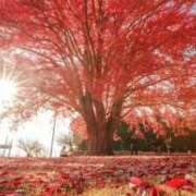 ヒメ日記 2025/10/26 01:29 投稿 華咲 桜 30代40代50代と遊ぶなら博多人妻専科24時