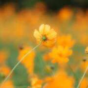 ヒメ日記 2025/11/01 01:09 投稿 華咲 桜 30代40代50代と遊ぶなら博多人妻専科24時