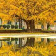 ヒメ日記 2025/11/05 00:35 投稿 華咲 桜 30代40代50代と遊ぶなら博多人妻専科24時