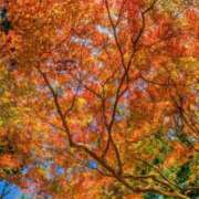 ヒメ日記 2025/11/06 19:17 投稿 華咲 桜 30代40代50代と遊ぶなら博多人妻専科24時