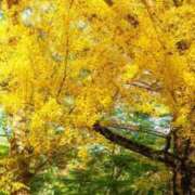 ヒメ日記 2025/11/28 00:24 投稿 華咲 桜 30代40代50代と遊ぶなら博多人妻専科24時