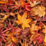 ヒメ日記 2025/12/20 00:37 投稿 華咲 桜 30代40代50代と遊ぶなら博多人妻専科24時