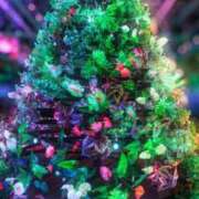 ヒメ日記 2025/12/24 00:30 投稿 華咲 桜 30代40代50代と遊ぶなら博多人妻専科24時