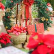 ヒメ日記 2025/12/25 00:38 投稿 華咲 桜 30代40代50代と遊ぶなら博多人妻専科24時