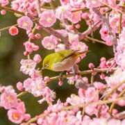 ヒメ日記 2026/02/17 19:46 投稿 華咲 桜 30代40代50代と遊ぶなら博多人妻専科24時