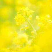 ヒメ日記 2026/02/21 00:31 投稿 華咲 桜 30代40代50代と遊ぶなら博多人妻専科24時