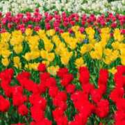 ヒメ日記 2026/02/22 20:09 投稿 華咲 桜 30代40代50代と遊ぶなら博多人妻専科24時