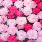 華咲 桜 完売ありがとうございました 30代40代50代と遊ぶなら博多人妻専科24時