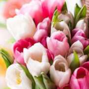 ヒメ日記 2026/04/21 00:28 投稿 華咲 桜 30代40代50代と遊ぶなら博多人妻専科24時