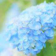 華咲 桜 おとといありがとうございました 30代40代50代と遊ぶなら博多人妻専科24時