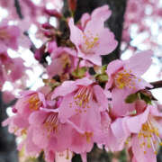 ヒメ日記 2025/03/08 00:09 投稿 ことか 奥鉄オクテツ神奈川店（デリヘル市場グループ）