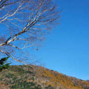 ヒメ日記 2025/11/16 12:01 投稿 ことか 奥鉄オクテツ神奈川店（デリヘル市場グループ）