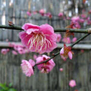 ヒメ日記 2026/02/07 23:36 投稿 ことか 奥鉄オクテツ神奈川店（デリヘル市場グループ）