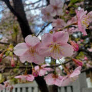 ことか ありがとうございました 奥鉄オクテツ神奈川店（デリヘル市場グループ）