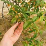 ヒメ日記 2025/10/13 13:37 投稿 あすな いざ候 本館