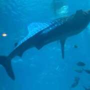 ヒメ日記 2026/02/17 04:23 投稿 りんか ちゃんこ大阪伊丹空港豊中店