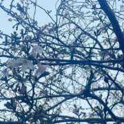 ヒメ日記 2026/03/28 04:02 投稿 りんか ちゃんこ大阪伊丹空港豊中店