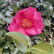 ヒメ日記 2024/12/19 10:36 投稿 せな 脱がされたい人妻 宇都宮店