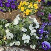 ヒメ日記 2025/03/06 10:38 投稿 せな 脱がされたい人妻 宇都宮店