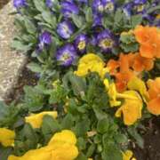 ヒメ日記 2025/03/24 10:38 投稿 せな 脱がされたい人妻 宇都宮店