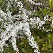 ヒメ日記 2025/03/31 10:37 投稿 せな 脱がされたい人妻 宇都宮店