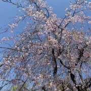 ヒメ日記 2025/04/17 10:35 投稿 せな 脱がされたい人妻 宇都宮店