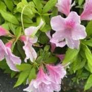 ヒメ日記 2025/05/06 10:31 投稿 せな 脱がされたい人妻 宇都宮店