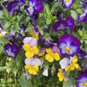 ヒメ日記 2025/05/14 10:35 投稿 せな 脱がされたい人妻 宇都宮店