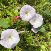 ヒメ日記 2025/05/21 10:34 投稿 せな 脱がされたい人妻 宇都宮店