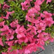 ヒメ日記 2025/05/27 10:37 投稿 せな 脱がされたい人妻 宇都宮店