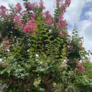 ヒメ日記 2025/08/22 10:17 投稿 せな 脱がされたい人妻 宇都宮店