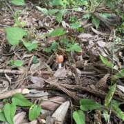 ヒメ日記 2025/10/17 17:51 投稿 せな 脱がされたい人妻 宇都宮店