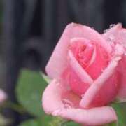 かなみ おはようございます🌸 夢心地